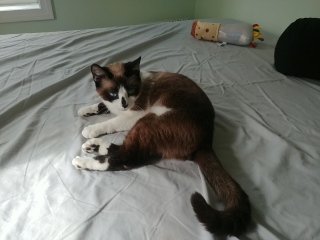 Neptune lounging a brown and white cat